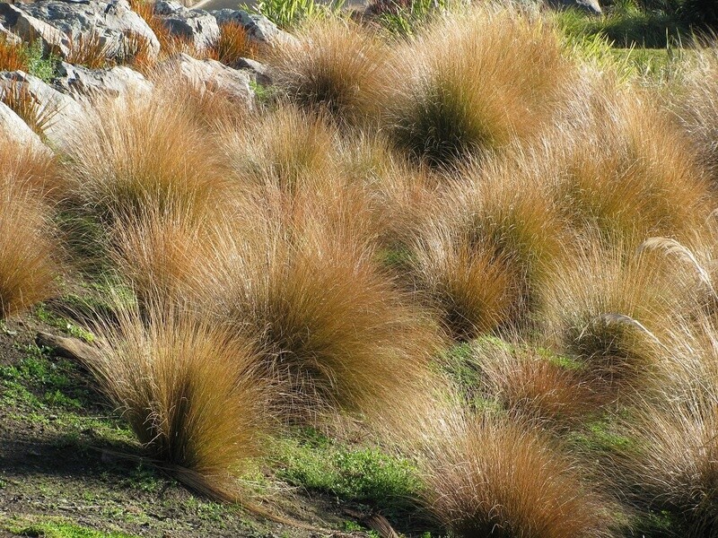 Chionochloa rubra (Red Tussock)