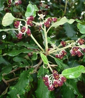 Pittosporum ralphii