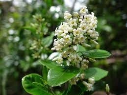 Parsonsia heterophylla (Native jasmine)