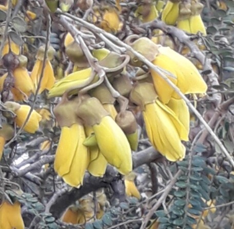 Kowhai