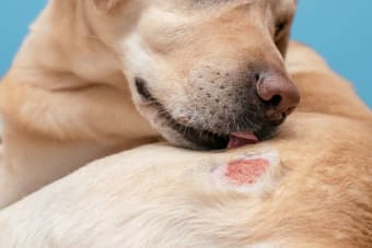 Skin Problems in Dogs: Scratching, Itching & Other Skin Conditions