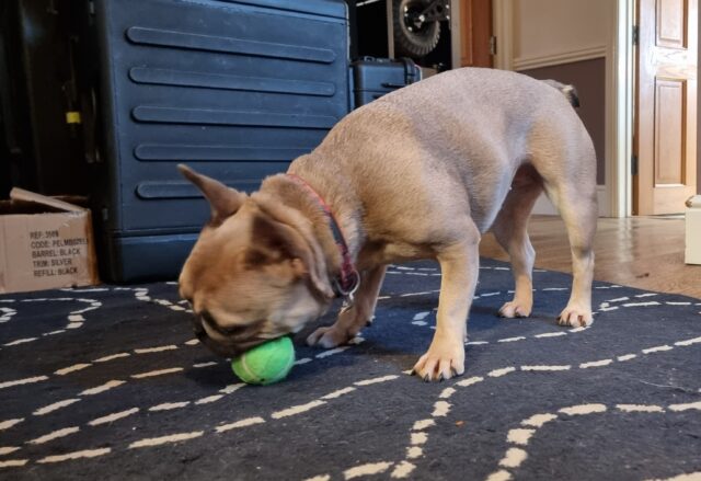 A champagne-coloured French Bulldog on a black-and-white rug, indoors, stands while chewing a lime green tennis ball.