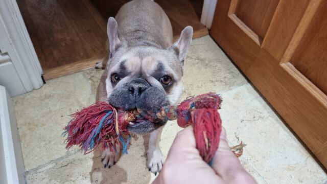 A champagne-coloured French Bulldog in a doorway, on a tiled floor, holds a braided rope; a human hand barely holds the other end.