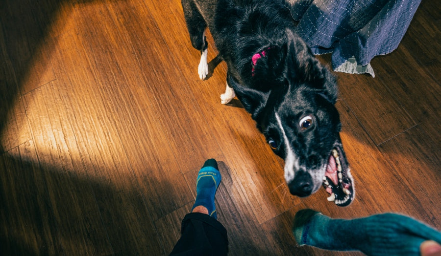 A dog jumping up to rip a Darn Tough sock out of the owner's hands