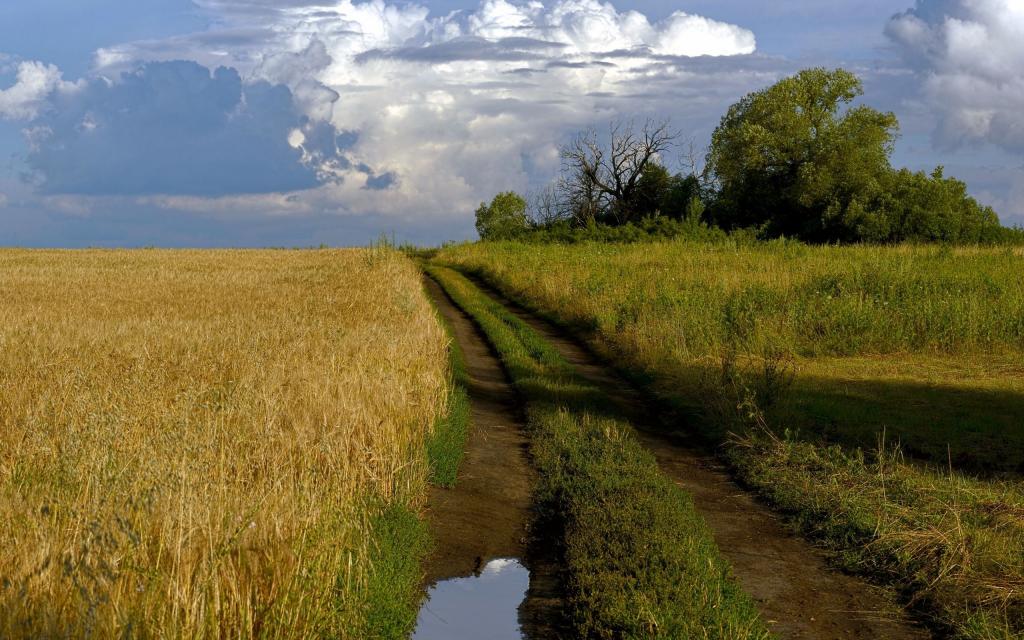 Path along the wheat field