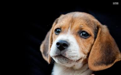 ~cute Beagle Puppy~