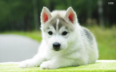 Adorable Husky Puppy