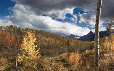 Autumn colors in the forest