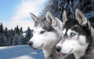 Beautiful Siberian Huskies