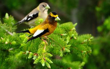 Birds On A Fence