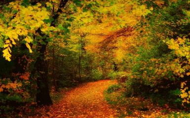 Golden path in the forest