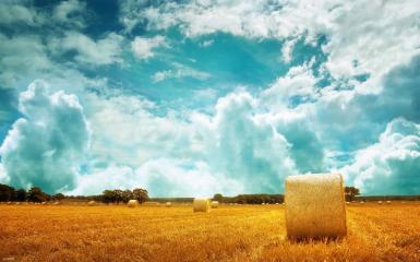 Hay bales on the golden field