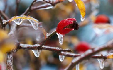 Ice On Wild Rose