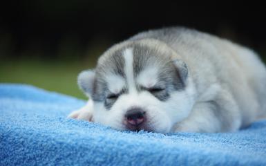 Sweet Dreams, Dear Puppy!!!!