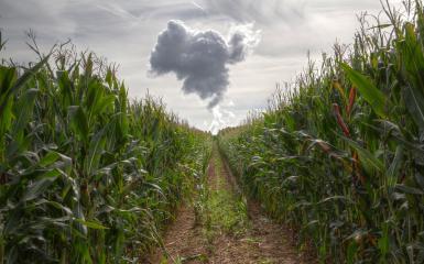 Path in the corn field