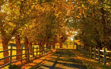 Path in the autumn