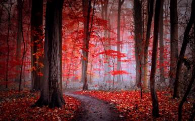 Path in the red forest