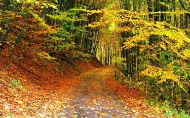 Path in autumn forest