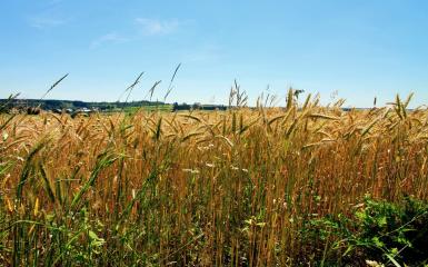 Wheat field