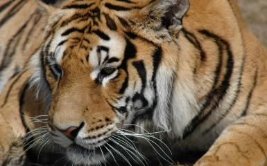 The Siberian Tiger