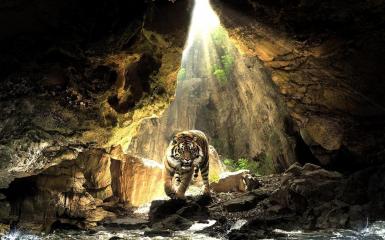 Tiger In A Cave