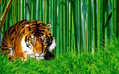 Tiger In Bamboo