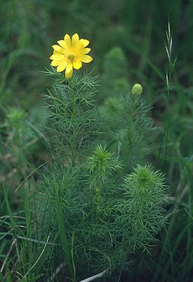 Frühlings-Adonisröschen (Adonis vernalis)