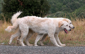 Maremmen-Abruzzen-Schäferhund