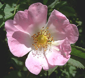 Hunds-Rose (Rosa canina)