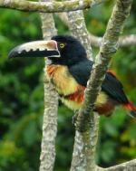 Collared Aracari svg