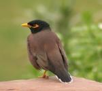 Common Myna svg