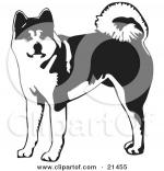 Japanese Akita clipart