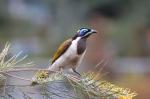 Blue-faced Honeyeater clipart