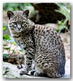 Geoffroy's Cat coloring