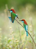 Yellow-throated Bee-eater coloring