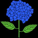 Hydrangea clipart