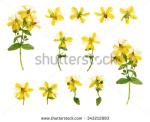 Hypericum clipart