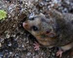 Mountain Pygmy Possum clipart