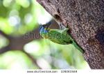 Muller's Barbet clipart