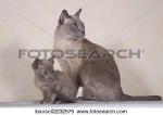 Tonkinese clipart