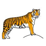 Tiger clipart