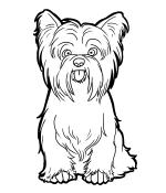 Yrokshire Terrier coloring