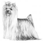 Yorkshire Terrier coloring