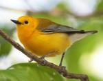 Yellow Warbler coloring