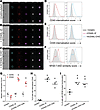 Internalization of CD40 following engagement with CD40 ligand (CD40L).