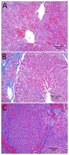 10× magnification of the pathological slides shown in Fig. 6.