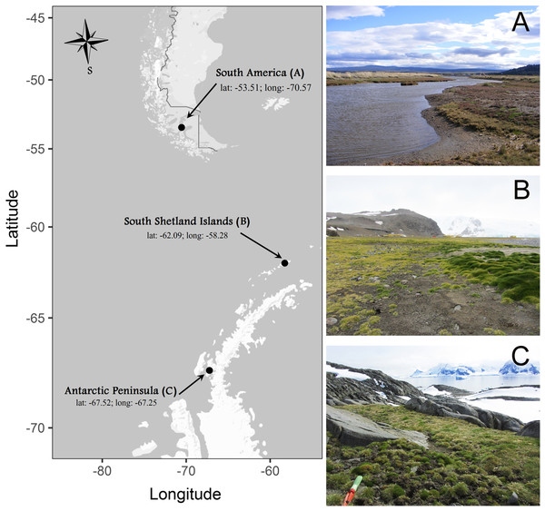 Sites where individuals of Colobanthus quitensis were collected: (A) South America (SA: 53.5°S), (B) Shetland Islands (SI: 62.1°S) and (C) Antarctic Peninsula (AP: 67.5°S).