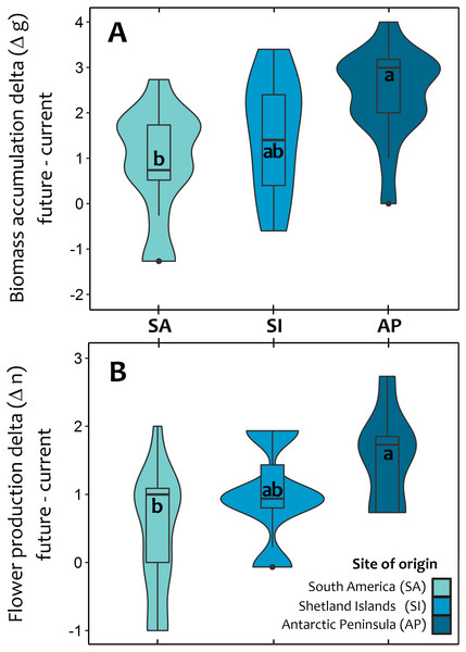 Violin plot for the average response of Colobanthus quitensis from three different latitudinal origins: South America (SA: 53.5°S), Shetland Islands (SI: 62.1°S) and Antarctic Peninsula (AP: 67.5°S) to experimental warming.