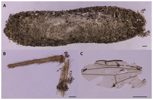 Cocoon of Tineidae moths (A). The cocoon was recovered by moth frass and insect fragments as fly leg (B) and wing (C).