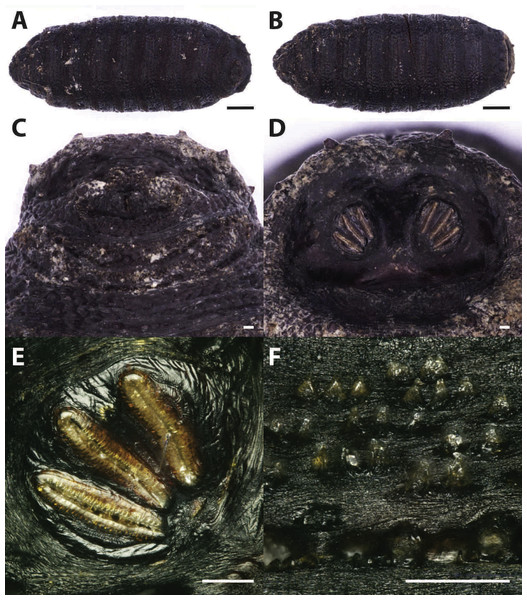 Phormia regina.